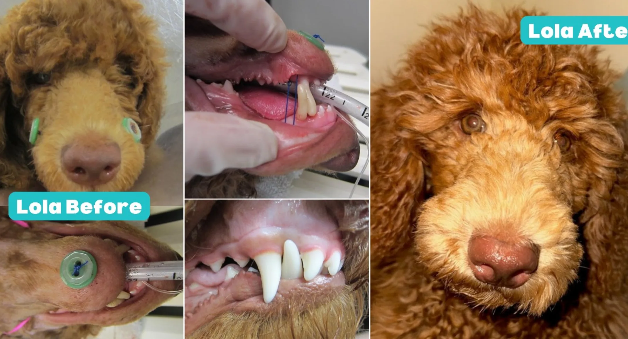 Lola, a golden colored dog and images of teeth.