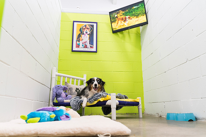 A dog relaxes in a luxury suite at PetSuites. 