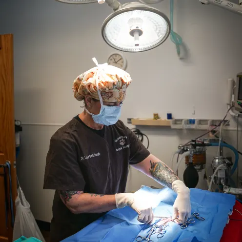 veterinarian performing surgery