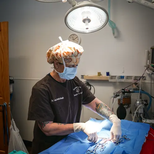 veterinarian performing surgery veterinarian performing surgery