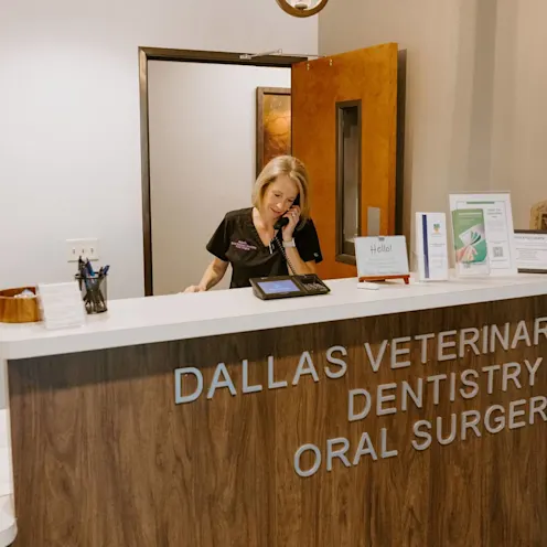 Staff taking a call at the receptionist desk. Staff taking a call at the receptionist desk.
