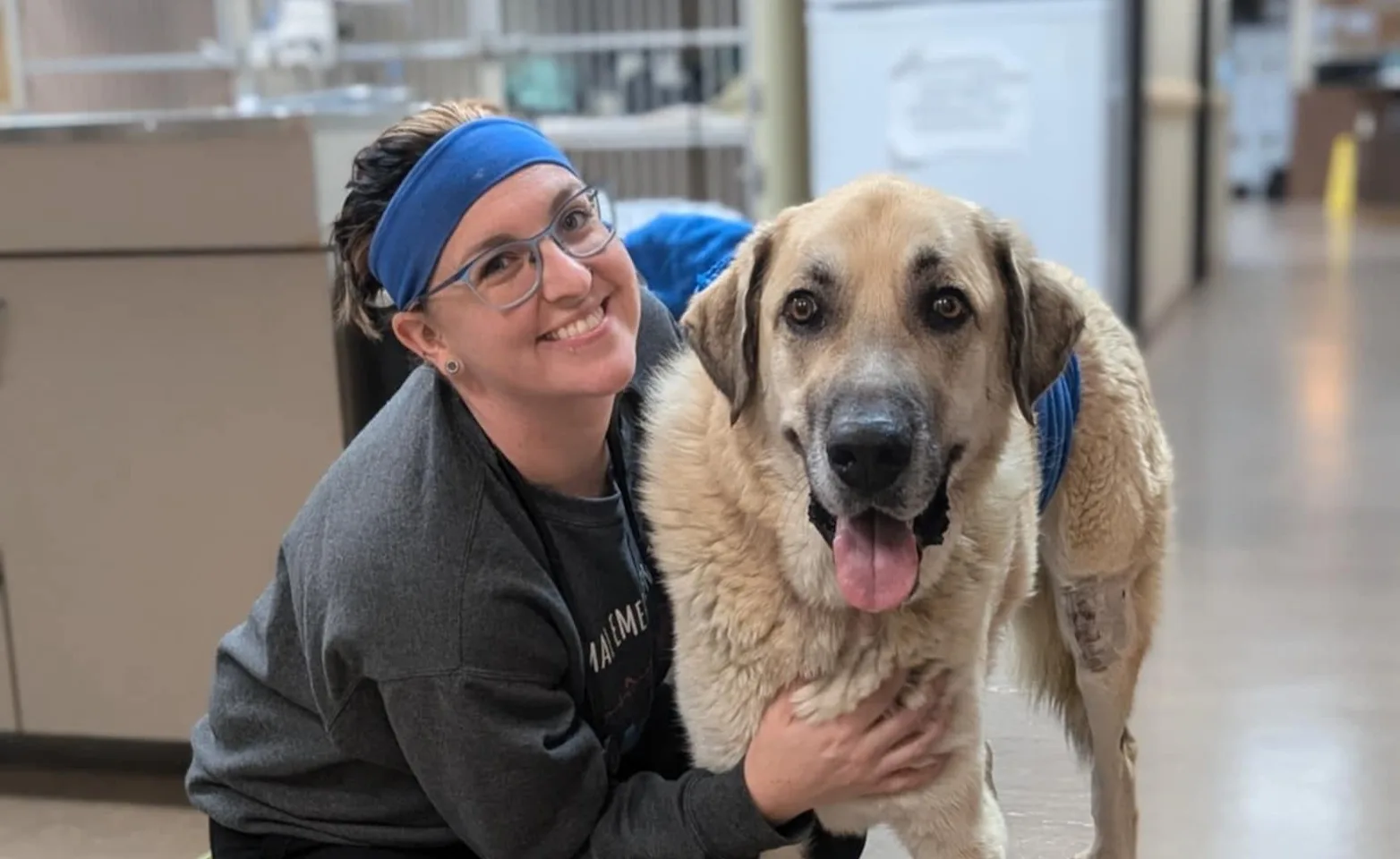 Staff hugging large dog. Staff hugging large dog.