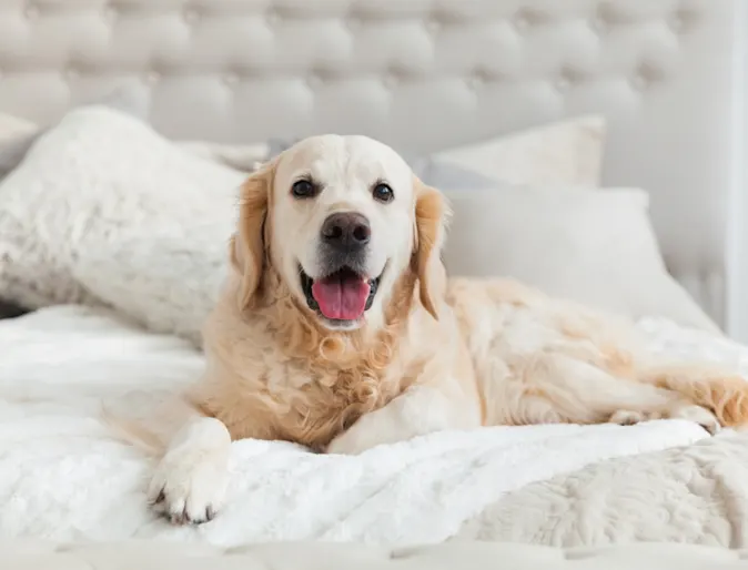 White Labrador laying on bed White Labrador laying on bed