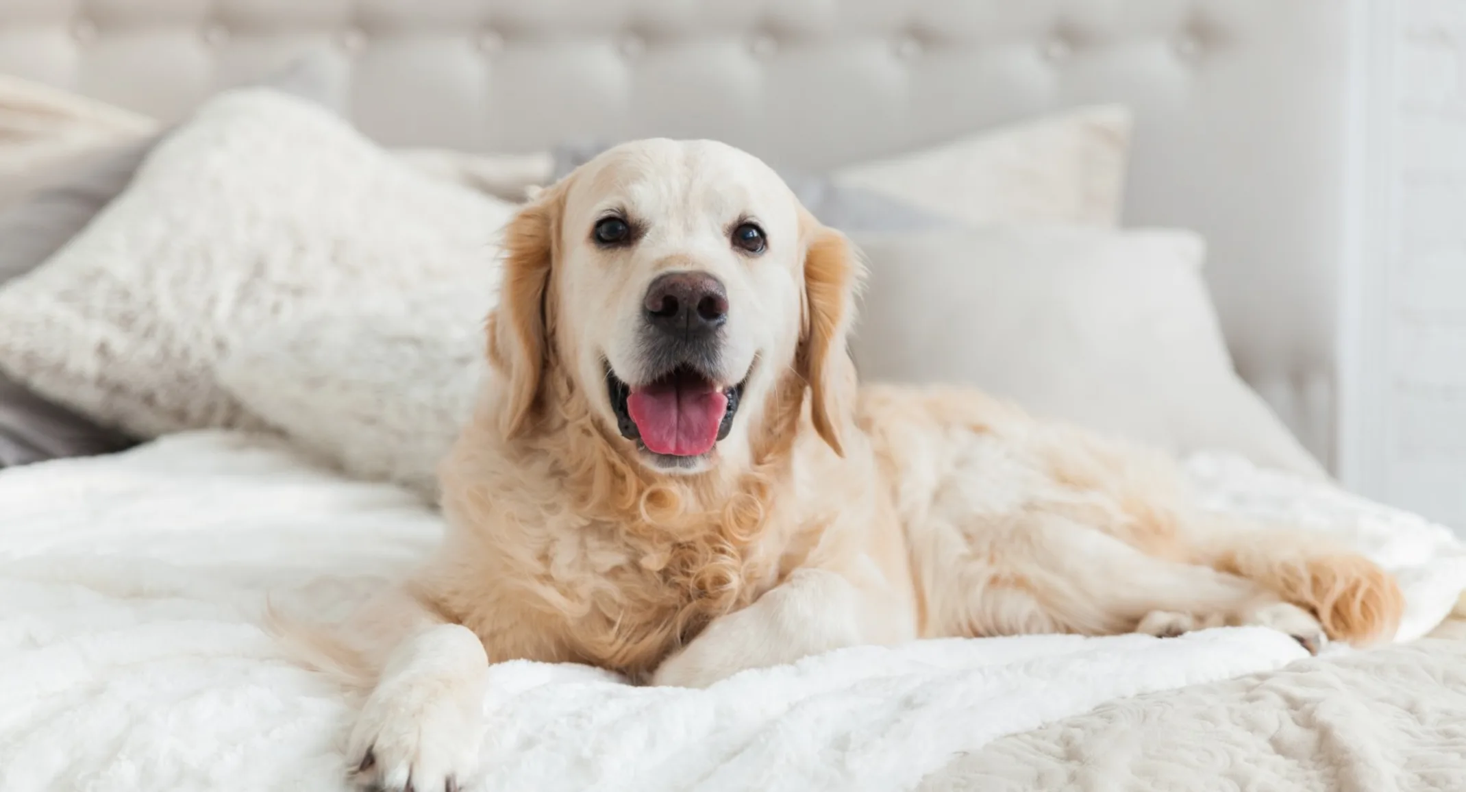White Labrador laying on bed White Labrador laying on bed