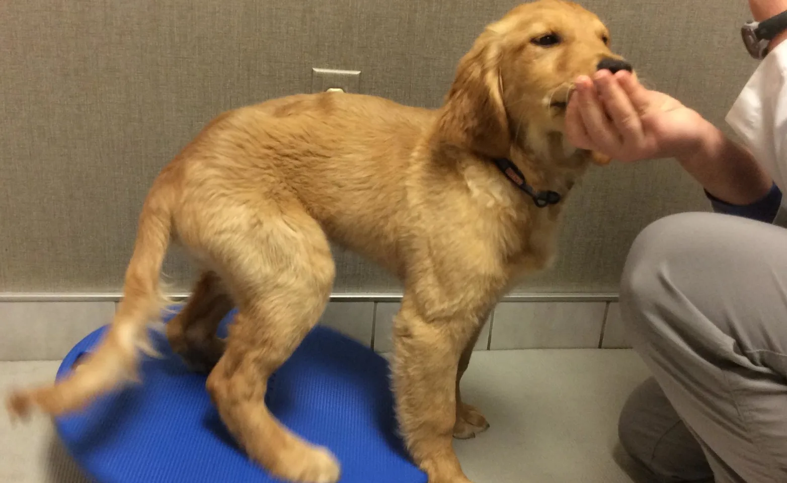 Dog balancing on equipment while being fed a treat by staff Dog balancing on equipment while being fed a treat by staff