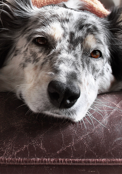 A dog laying on top of a couch.