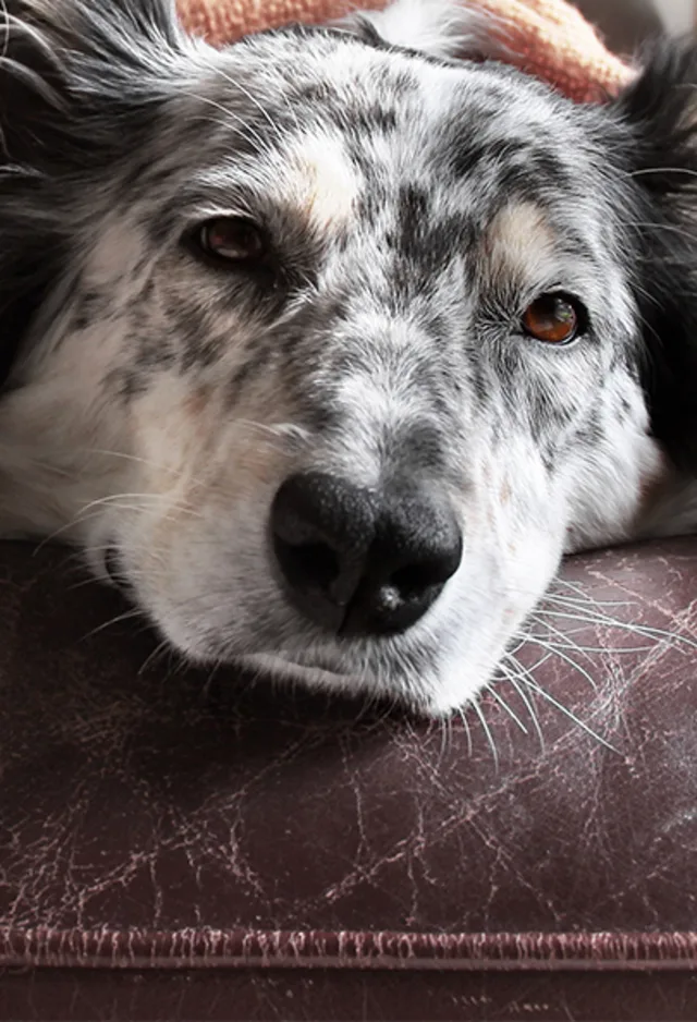 A dog laying on top of a couch. A dog laying on top of a couch.