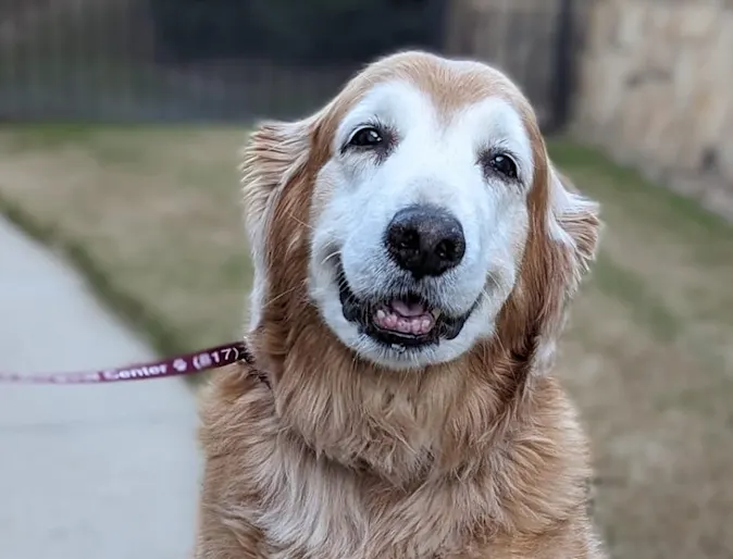 Elderly dog sitting outside. Elderly dog sitting outside.