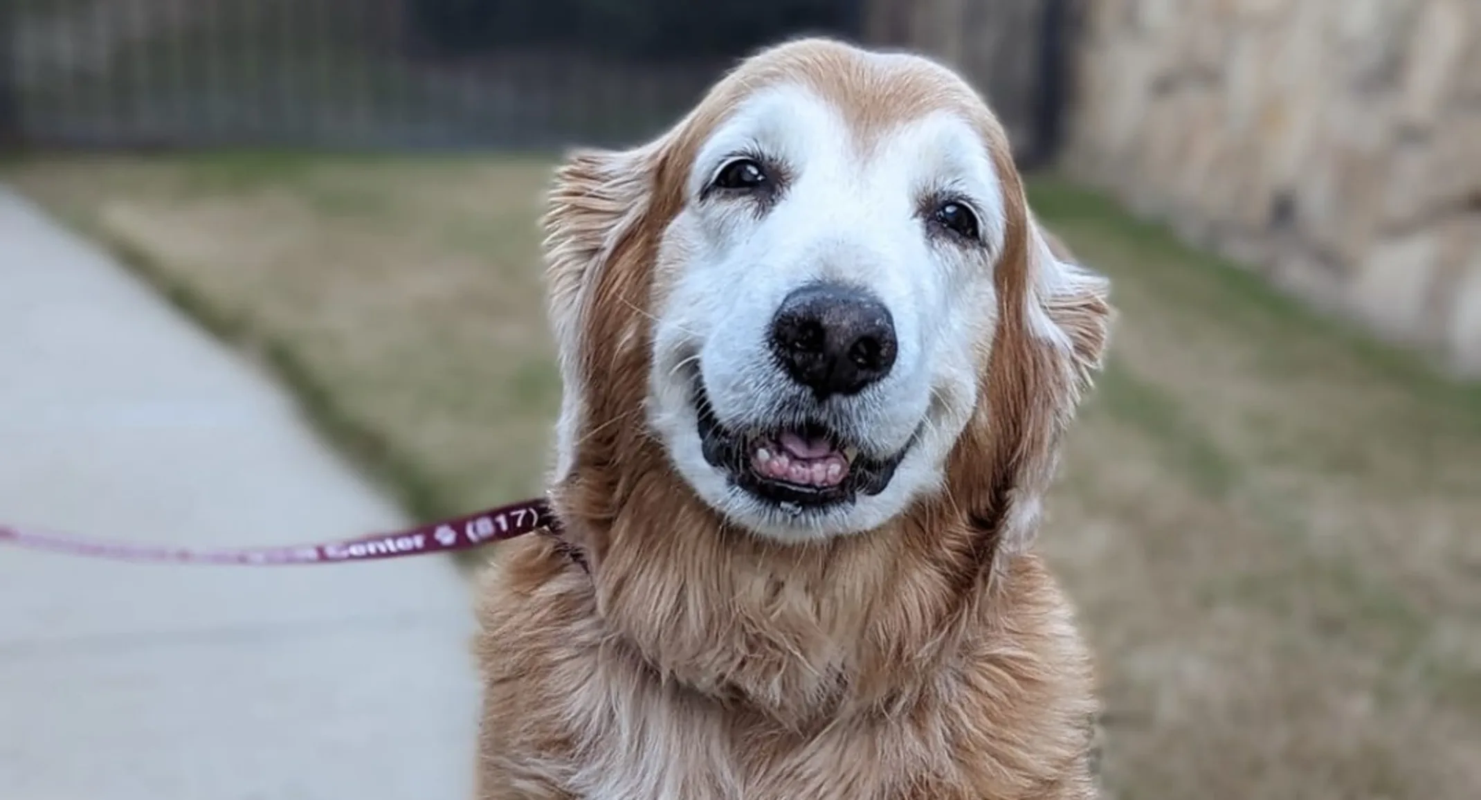 Elderly dog sitting outside. Elderly dog sitting outside.