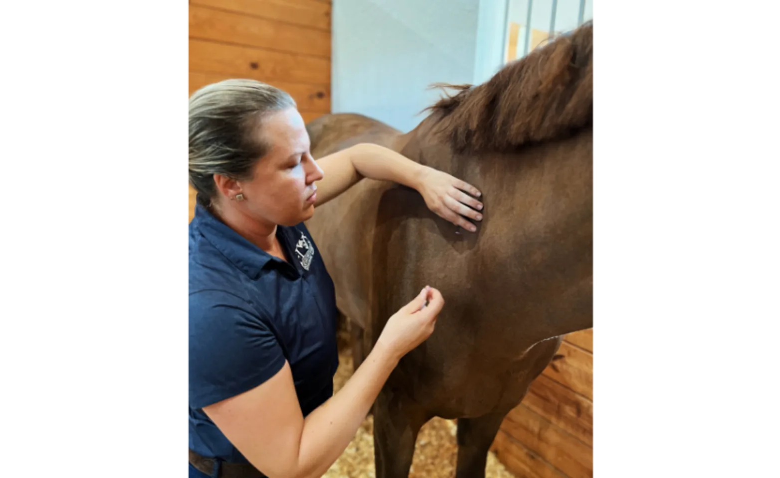Staff performing acupuncture on a brown horse
