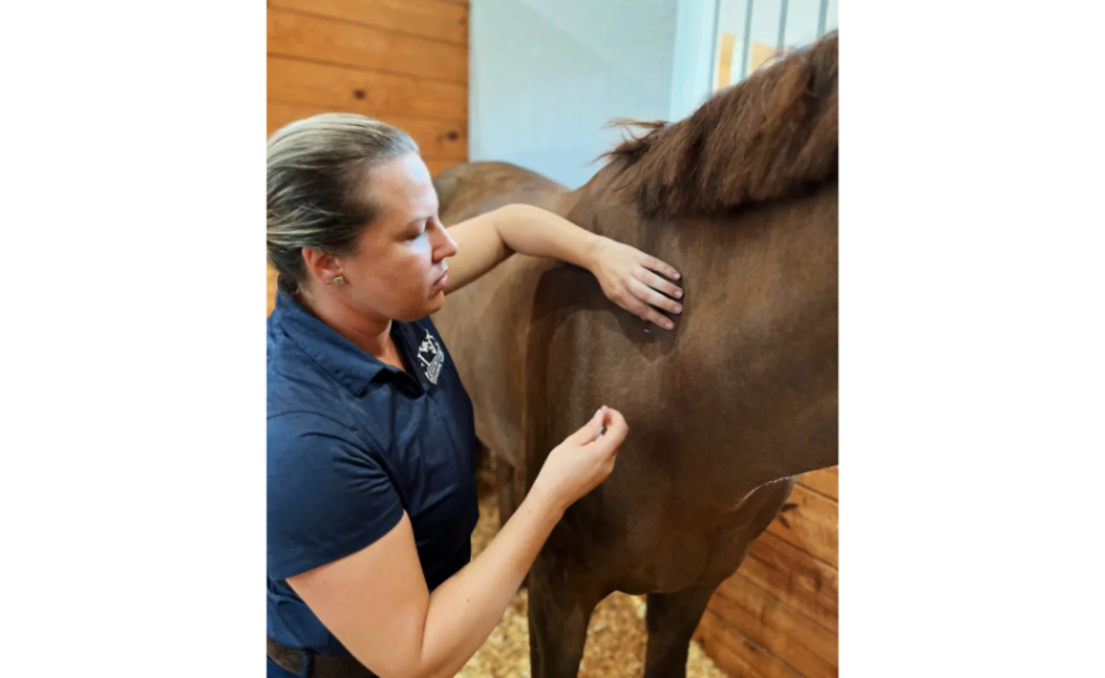 Staff performing acupuncture on a brown horse