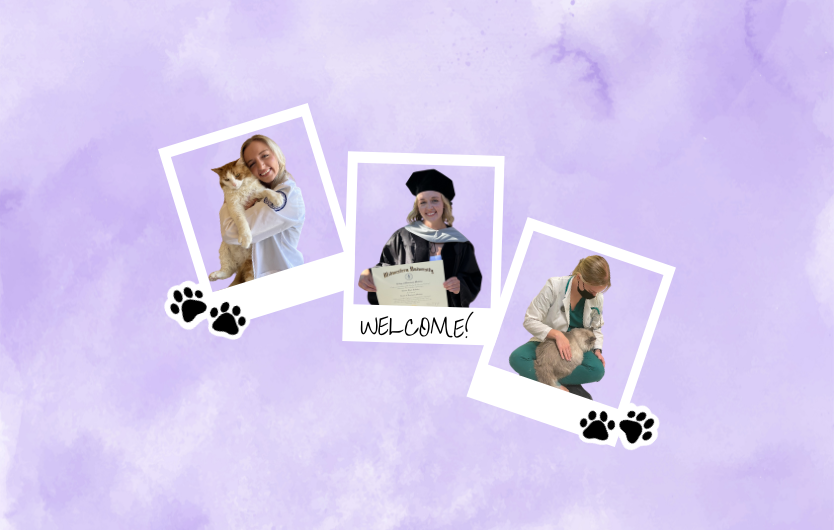 Summer Street Cat Clinic