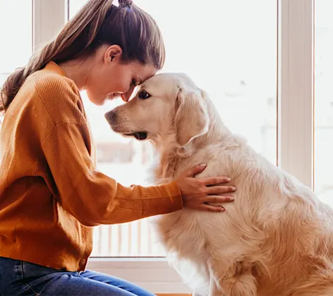 Pet owner sitting with their older golden retriever and leaning their heads together. Pet owner sitting with their older golden retriever and leaning their heads together.