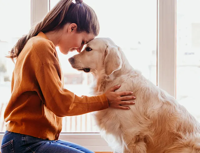 Pet owner sitting with their older golden retriever and leaning their heads together.