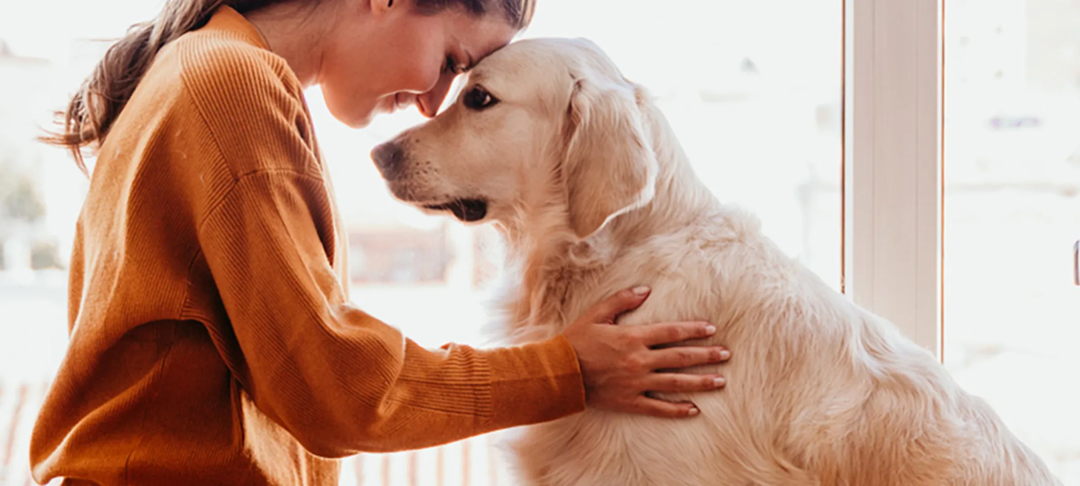 Pet owner sitting with their older golden retriever and leaning their heads together. Pet owner sitting with their older golden retriever and leaning their heads together.