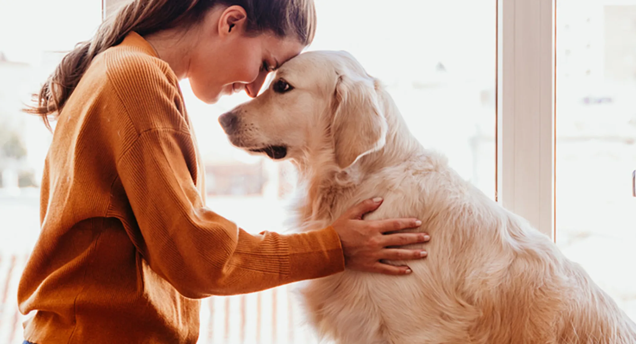 Pet owner sitting with their older golden retriever and leaning their heads together. Pet owner sitting with their older golden retriever and leaning their heads together.