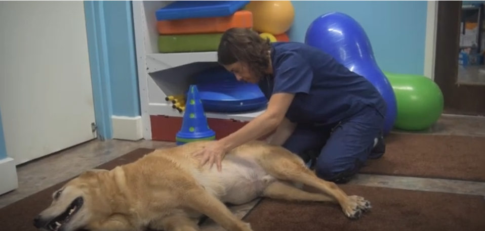 Pittsburgh Premier Veterinary Care Massage