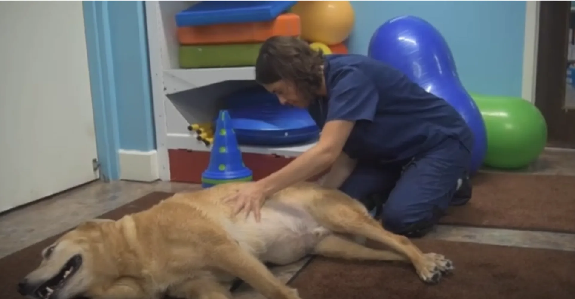 Pittsburgh Premier Veterinary Care Massage
