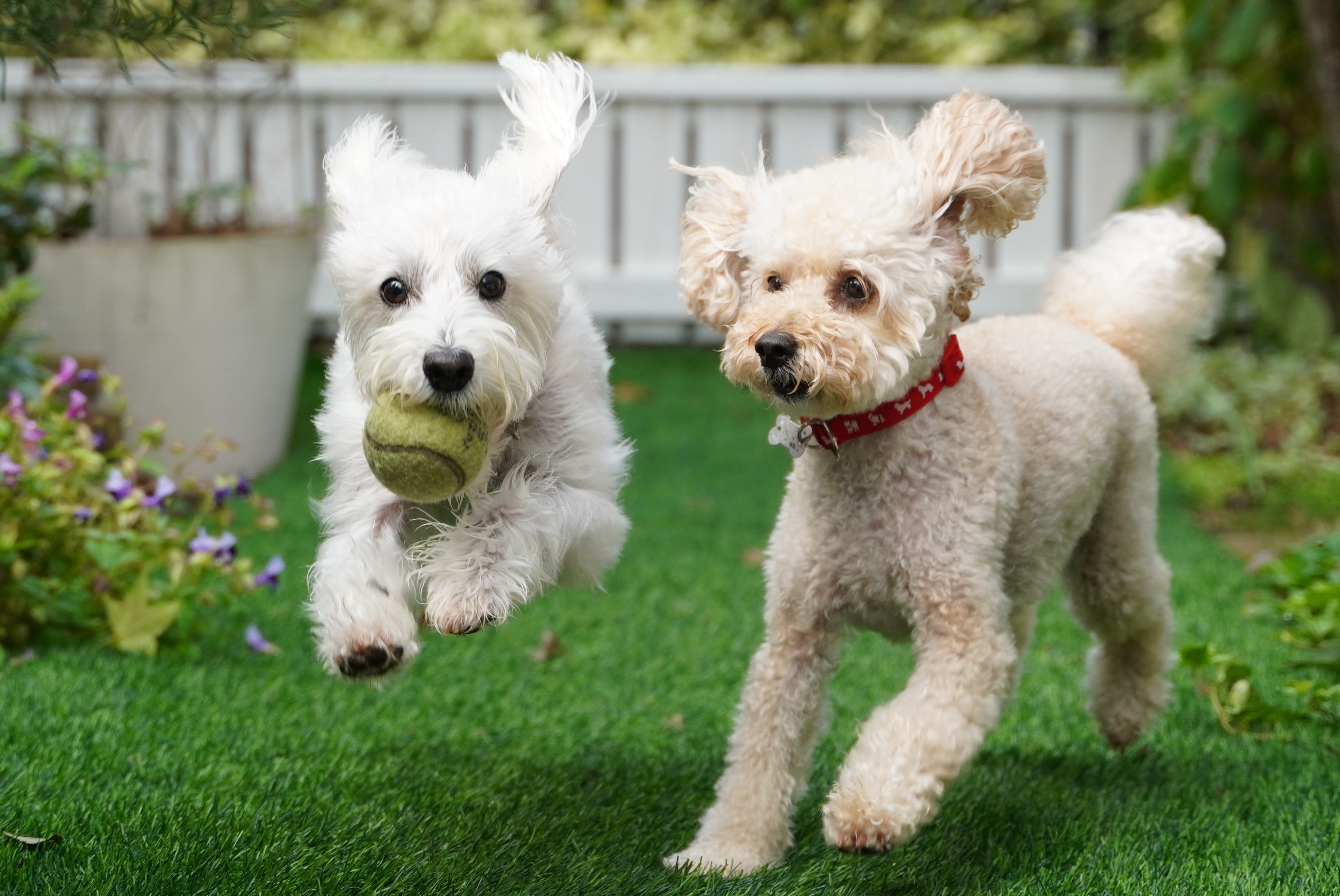 Dogs, ball game in flower garden
