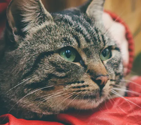 Cat in arms Cat in arms