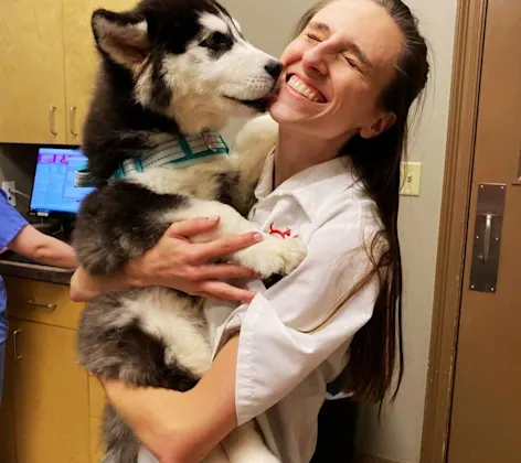 vet carrying black and white husky