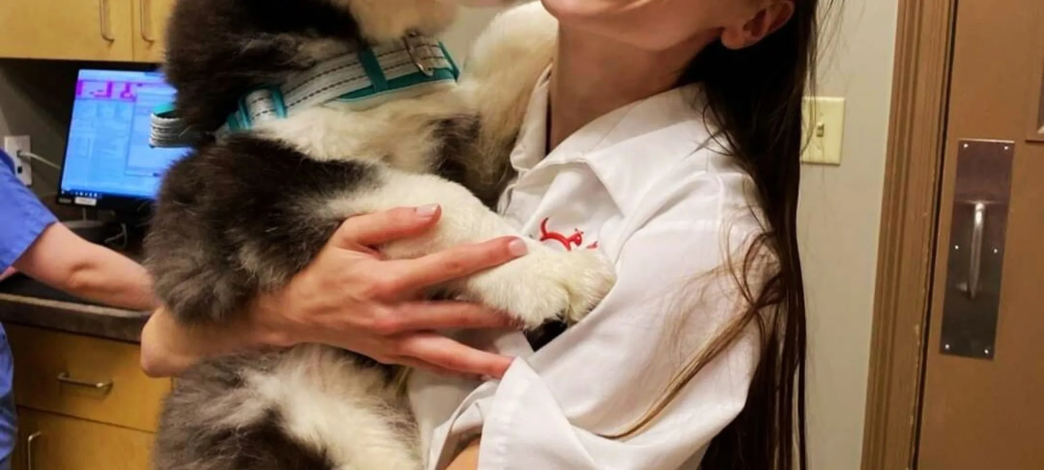 vet carrying black and white husky vet carrying black and white husky