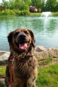 Happy dog sitting next to Mill Pond