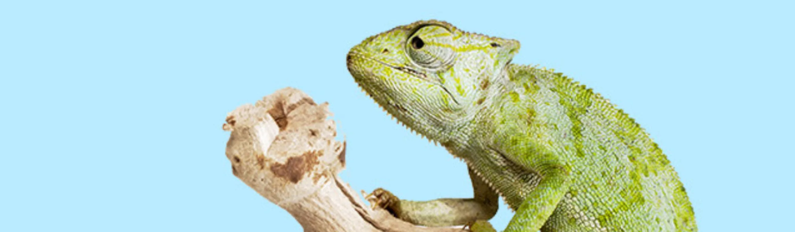 Chameleon on Branch Chameleon on Branch