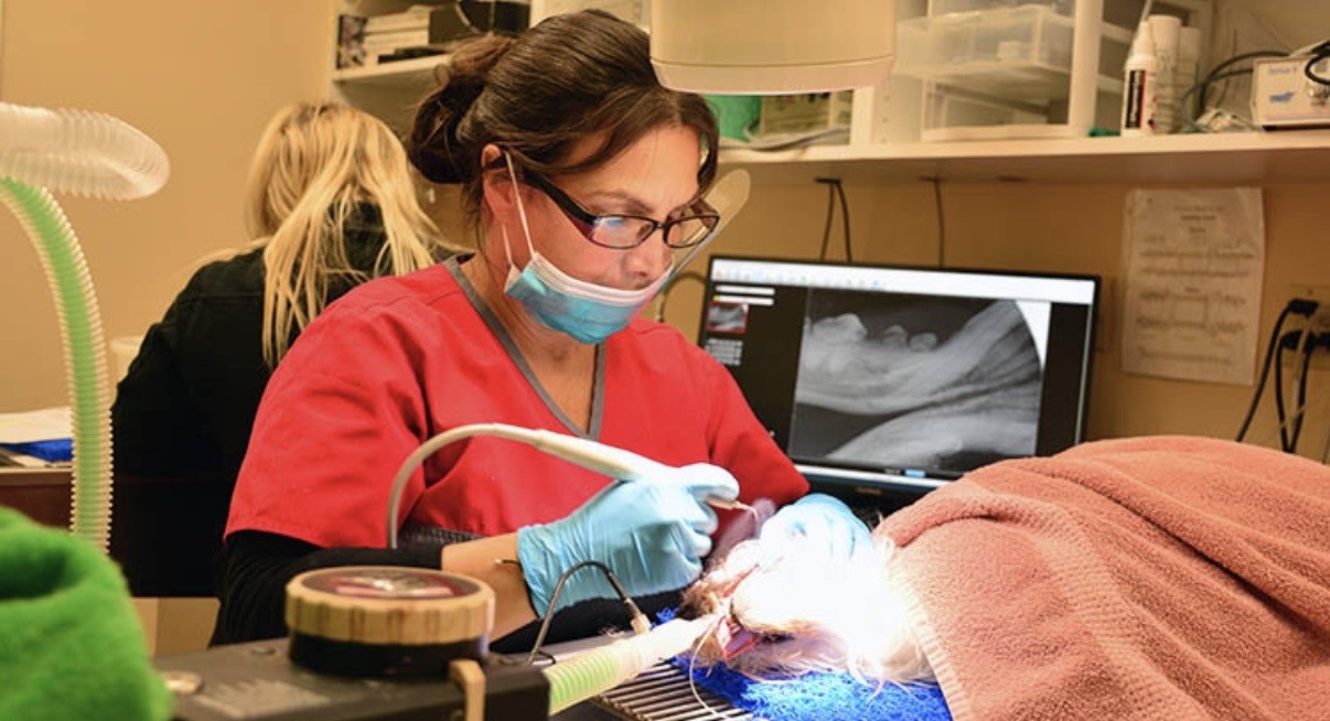 Veterinarian working on a dental patient