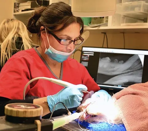 Veterinarian working on a dental patient Veterinarian working on a dental patient