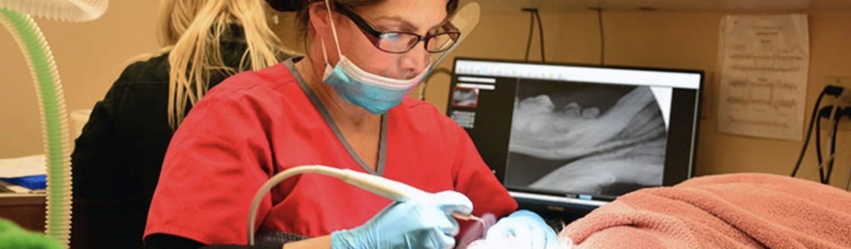 Veterinarian working on a dental patient Veterinarian working on a dental patient