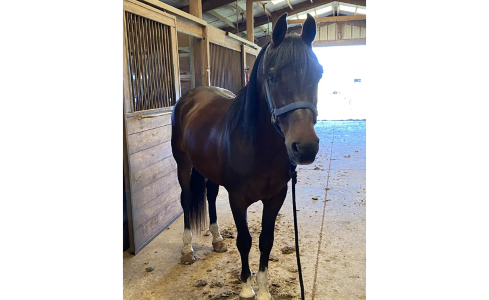 Horse in front of stall at Pine Ridge