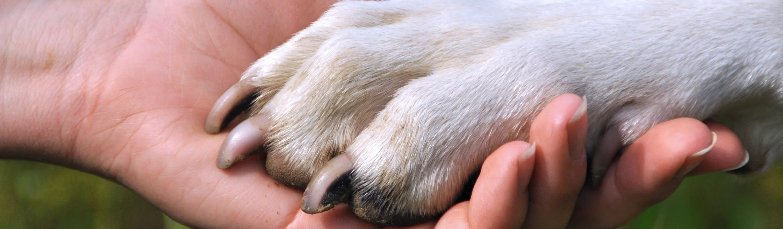 A hand holding a dog paw A hand holding a dog paw