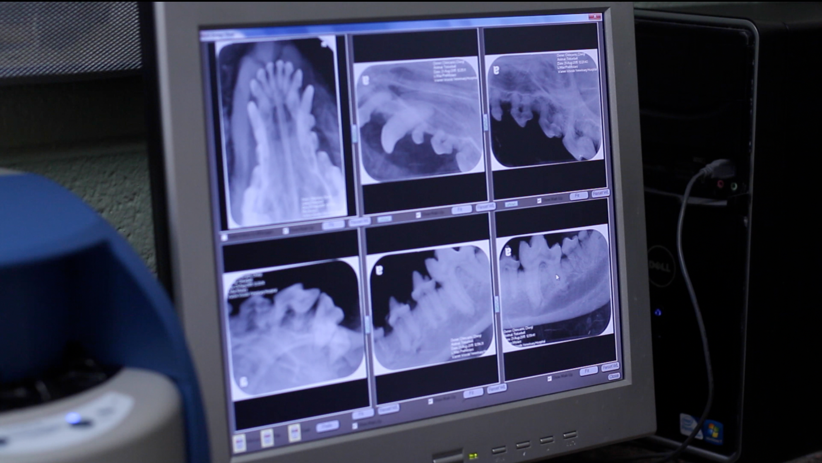 Warren Woods Veterinary Hospital Dental