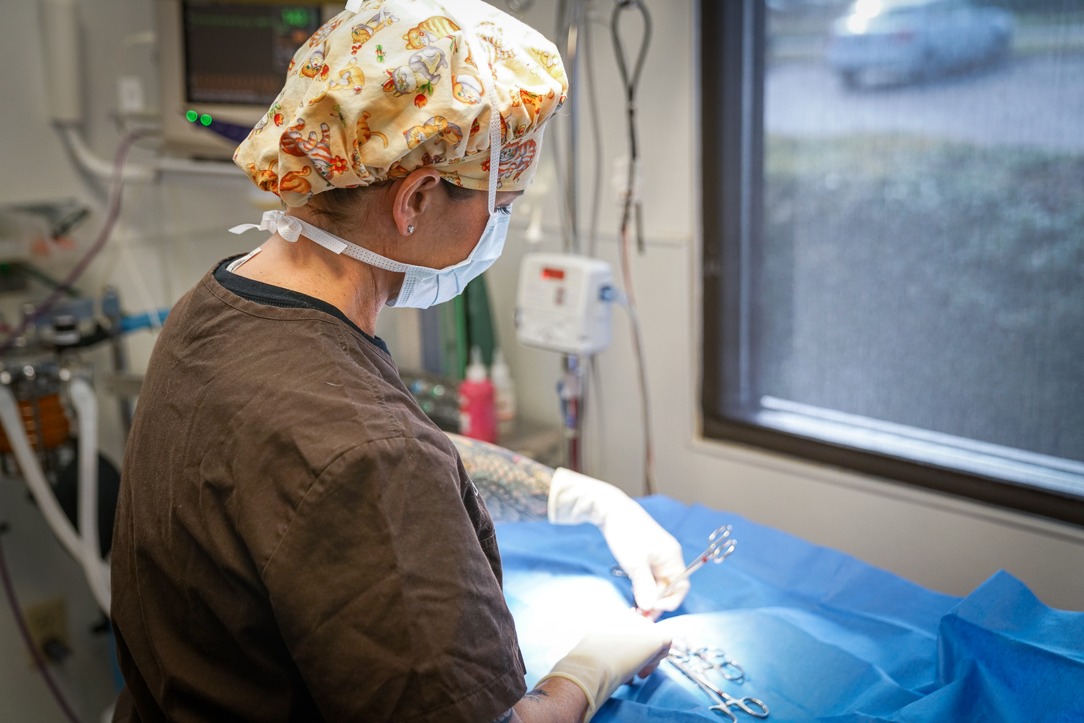 veterinarian performing surgery