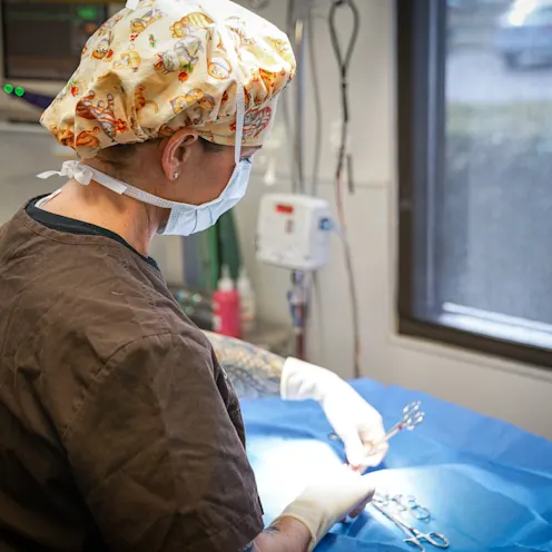 veterinarian performing surgery veterinarian performing surgery