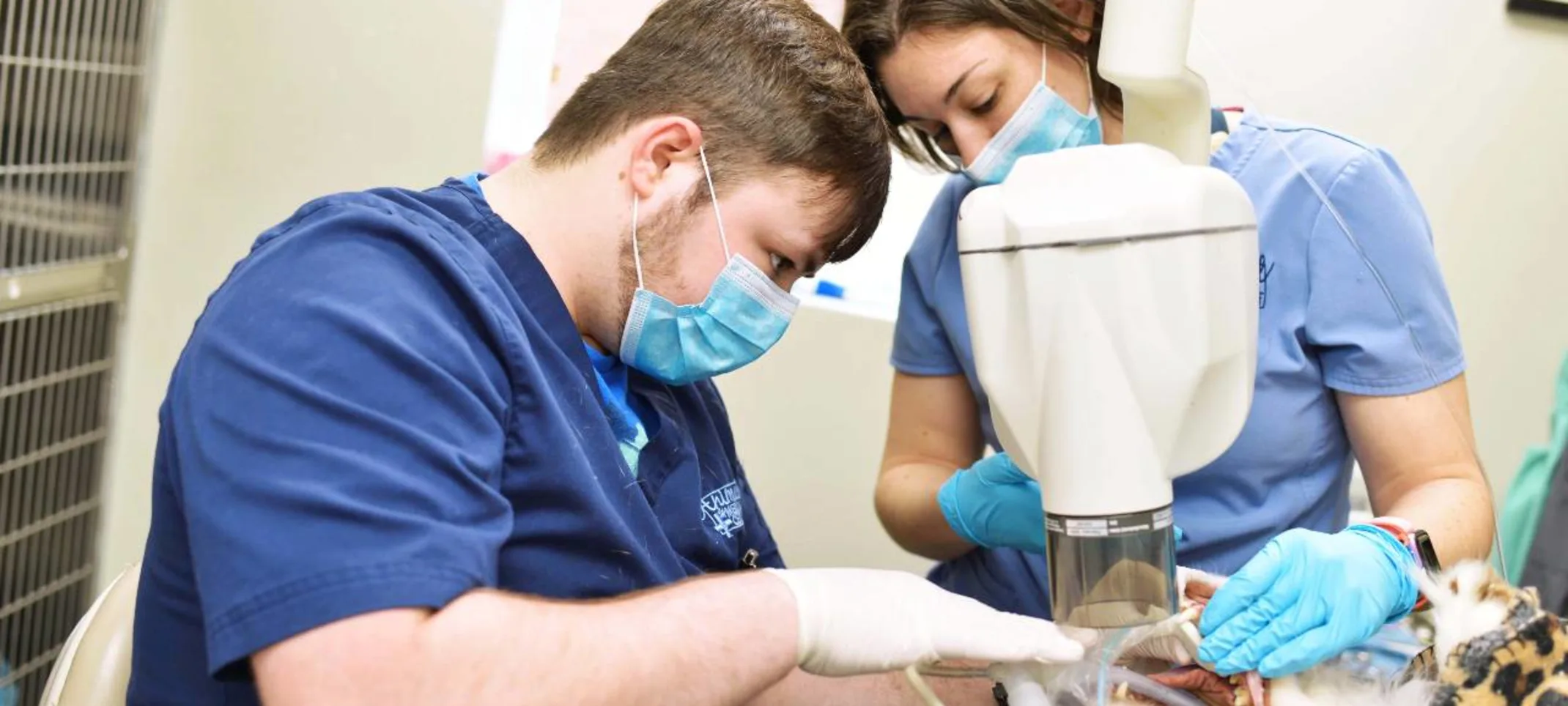 Dentist in Mt Eden