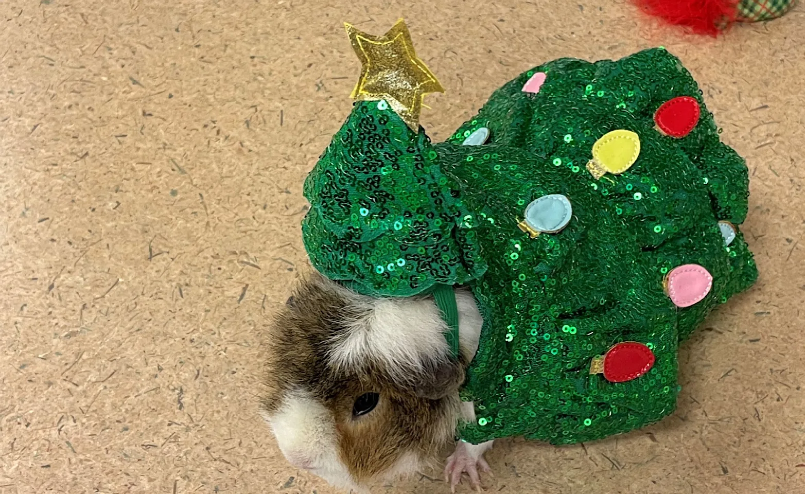Curly Fry, Office Guinea Pig Curly Fry, Office Guinea Pig