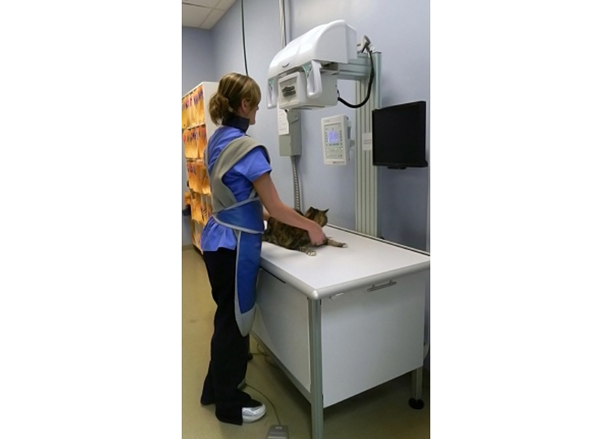 Staff with a cat at Wheaton Animal Hospital