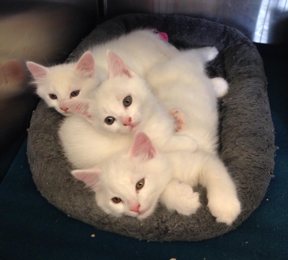Multiple white cats laying down
