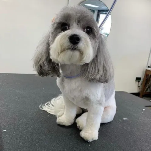 Small gray dog sitting on grooming table