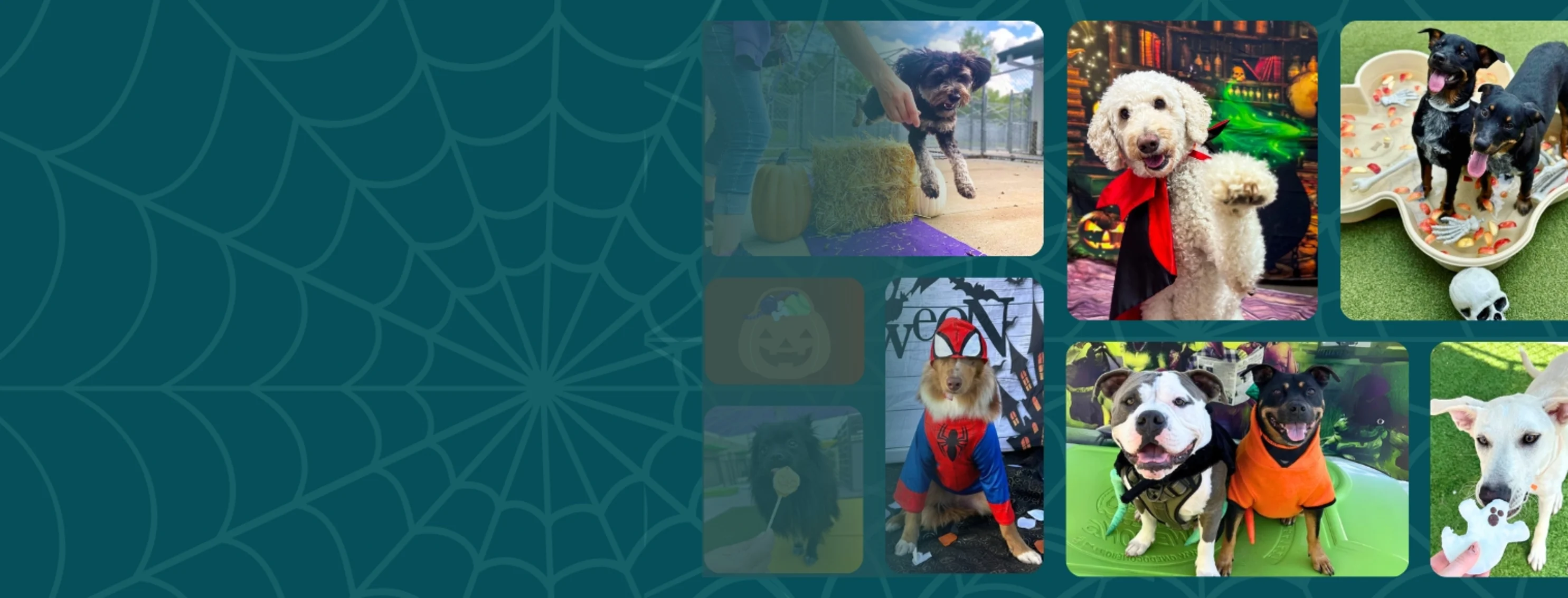 Collage of dogs in Halloween costumes Collage of dogs in Halloween costumes
