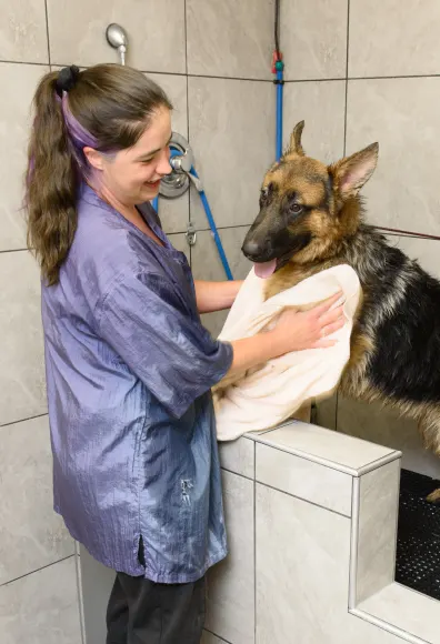 Dog being toweled dry by a groomer at South Suburban Animal Hospital