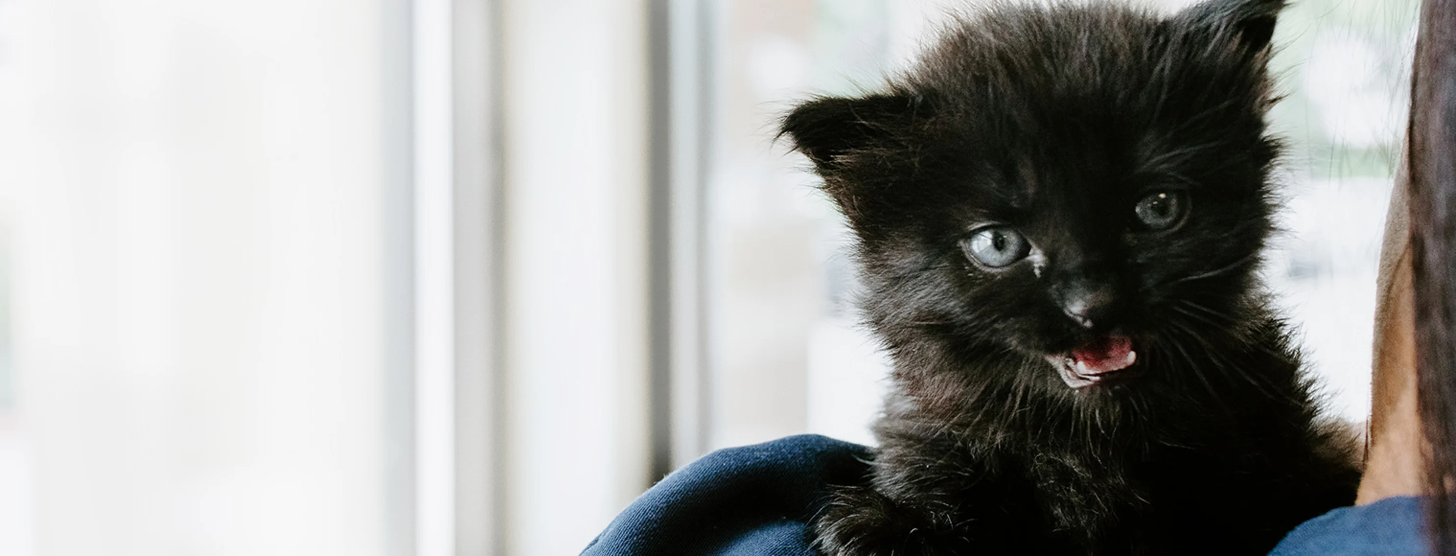 little black kitten in staff arms little black kitten in staff arms
