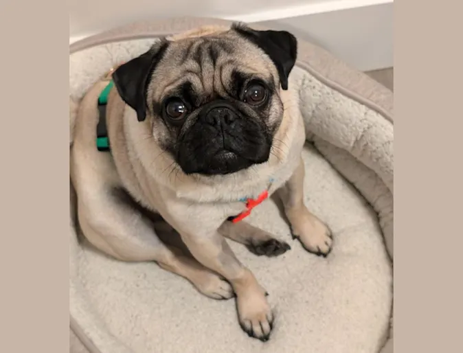 Chester Friesen (Dog) Chester Friesen (Dog)