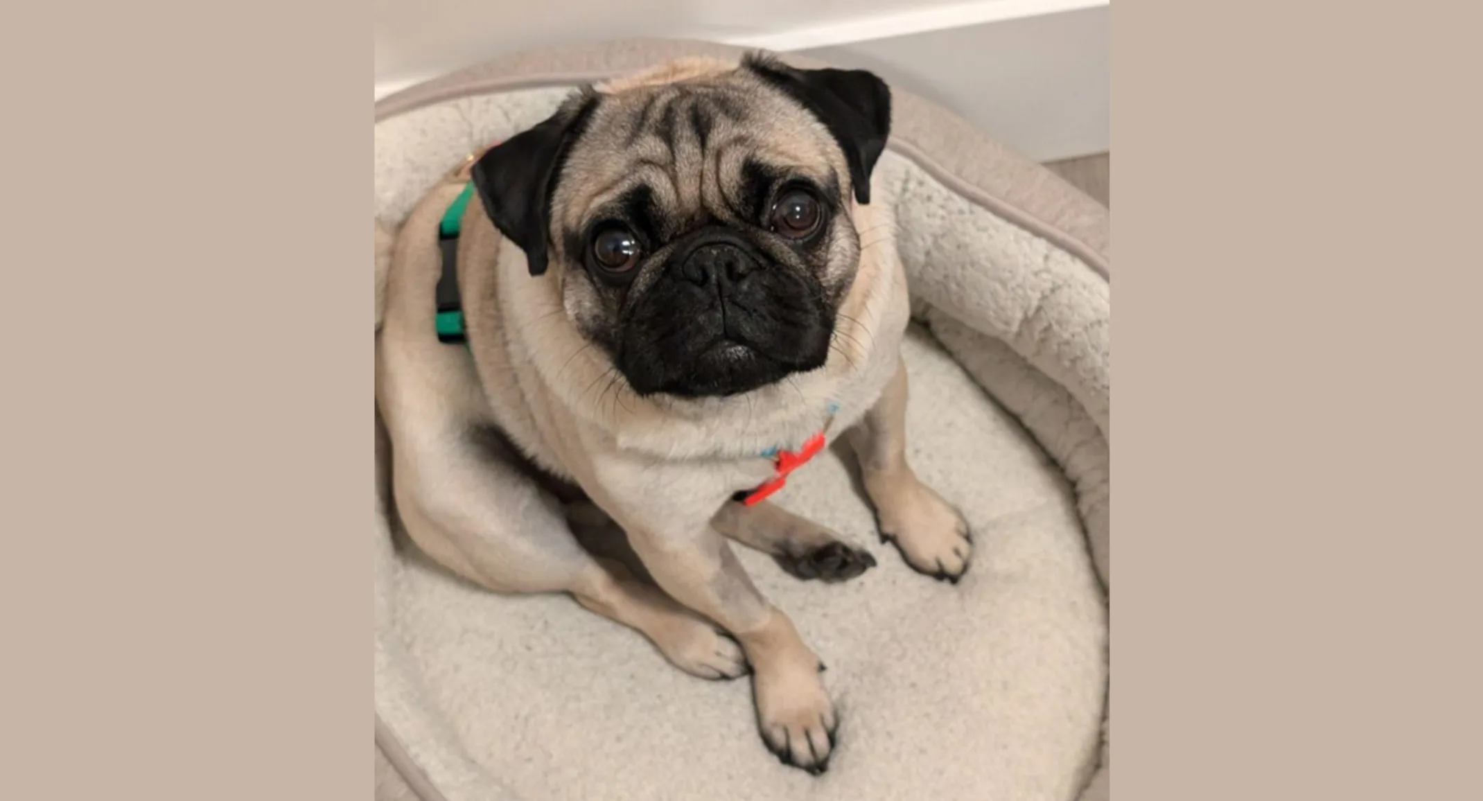 Chester Friesen (Dog) Chester Friesen (Dog)