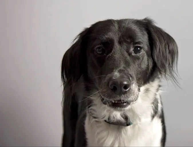 A border collie is getting a professional camera shot. A border collie is getting a professional camera shot.
