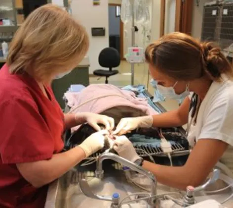 Dentistry Dentistry