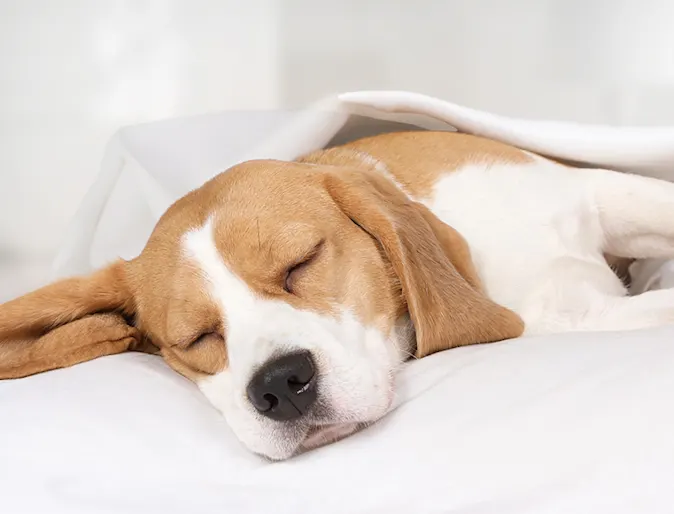 Dog sleeping under blanket Dog sleeping under blanket