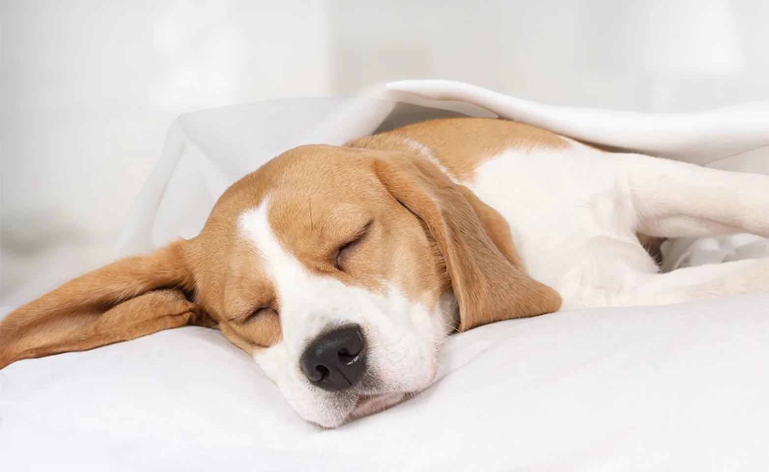 Dog sleeping under blanket Dog sleeping under blanket